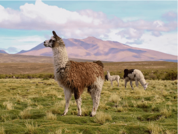 alpaca